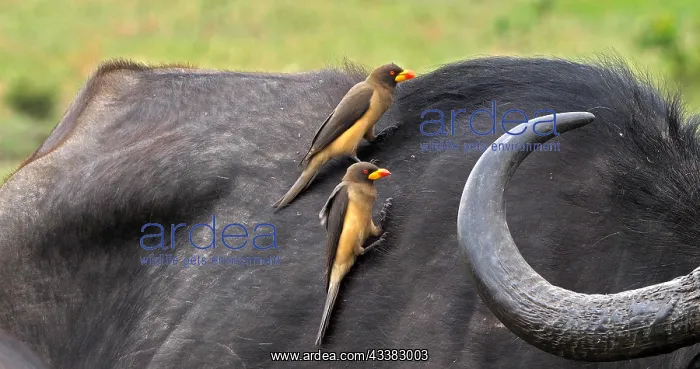 : African Buffalo (syncerus caffer), Adult with Ye : African Buffalo (syncerus caffer), Adult with Ye