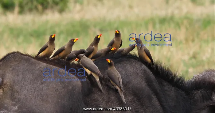 : African Buffalo (syncerus caffer), Adult with Ye : African Buffalo (syncerus caffer), Adult with Ye