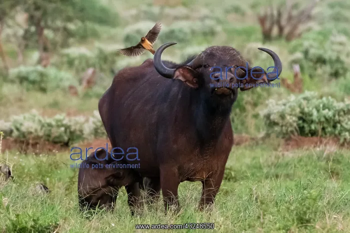 : African buffalo (Syncerus caffer) and its calf : African buffalo (Syncerus caffer) and its calf