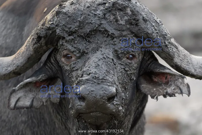 : African Buffalo (Syncerus Caffer) covered with mud : African Buffalo (Syncerus Caffer) covered with mud
