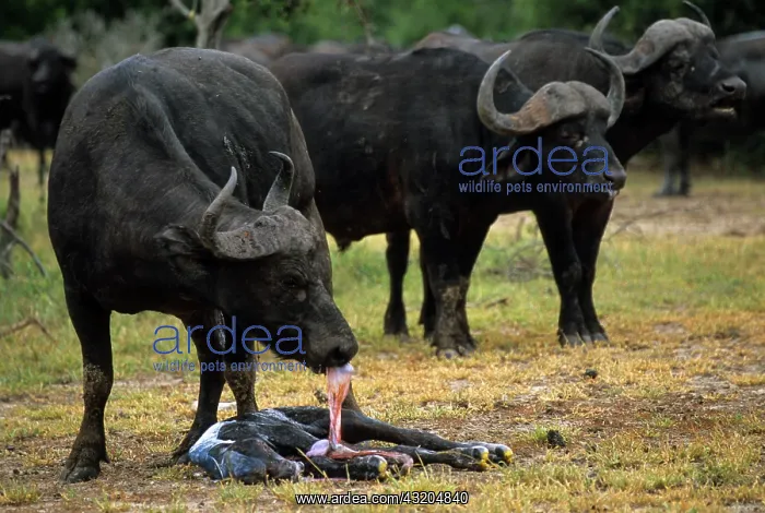 : African Buffalo (Syncerus Caffer) Cow cleaning newly : African Buffalo (Syncerus Caffer) Cow cleaning newly