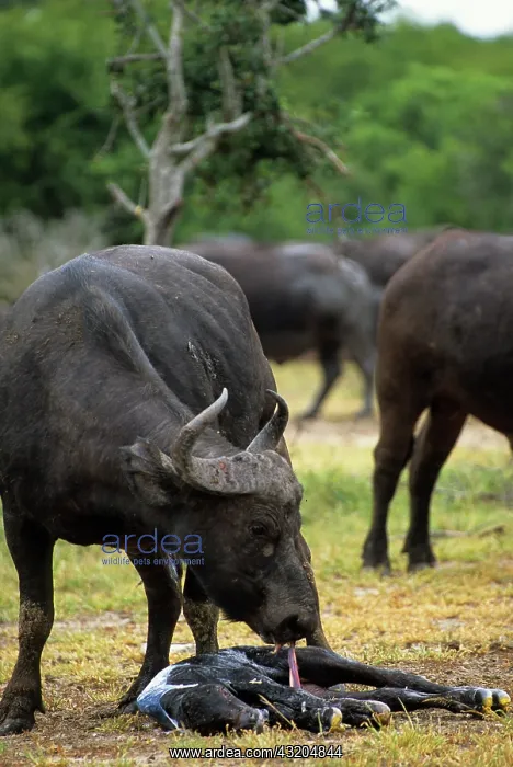 : African Buffalo (Syncerus Caffer) Cow cleaning newly : African Buffalo (Syncerus Caffer) Cow cleaning newly