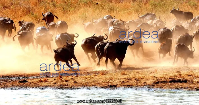 : African Buffalo (syncerus caffer), Herd drinking : African Buffalo (syncerus caffer), Herd drinking