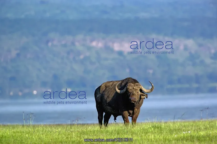 : African Buffalo, Syncerus caffer, Lake Nakuru : African Buffalo, Syncerus caffer, Lake Nakuru
