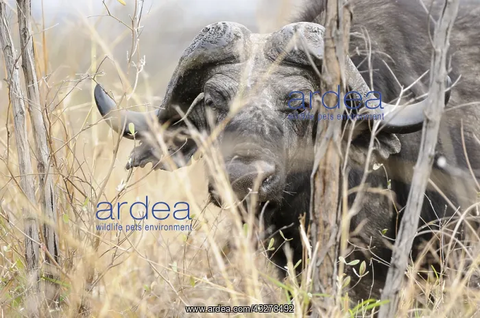 : African Buffalo (Syncerus caffer) looking at ca : African Buffalo (Syncerus caffer) looking at ca