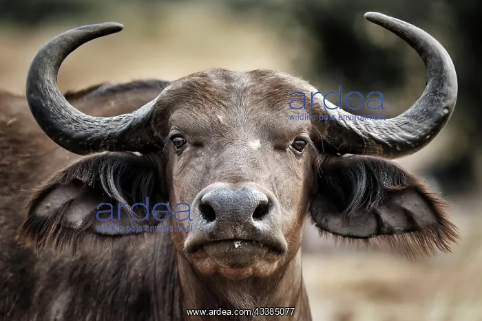 : African buffalo (Syncerus caffer), Murchison Falls : African buffalo (Syncerus caffer), Murchison Falls