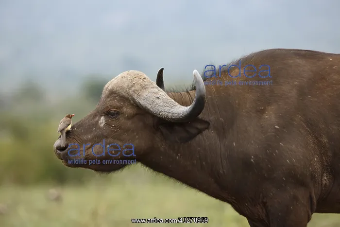 : African Buffalo (Syncerus caffer) with Red-bill : African Buffalo (Syncerus caffer) with Red-bill