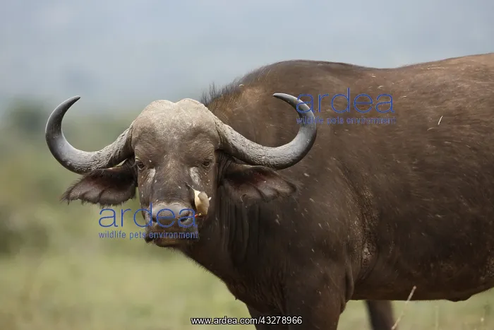 : African Buffalo (Syncerus caffer) with Red-bill : African Buffalo (Syncerus caffer) with Red-bill