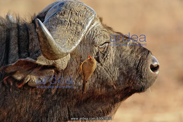 : African Buffalo, Syncerus caffer, with Red-billed