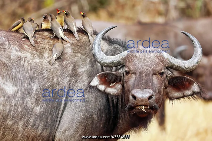  : African buffalo (Syncerus caffer) with red-billed