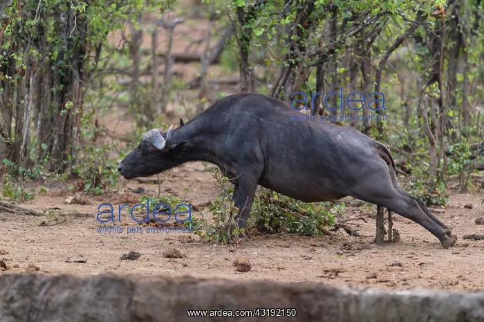 : African Buffalo (Syncerus Caffer) rubbing on a stump : African Buffalo (Syncerus Caffer) rubbing on a stump