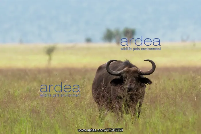 : African buffalo (Syncerus caffer), Tsavo, Kenya : African buffalo (Syncerus caffer), Tsavo, Kenya