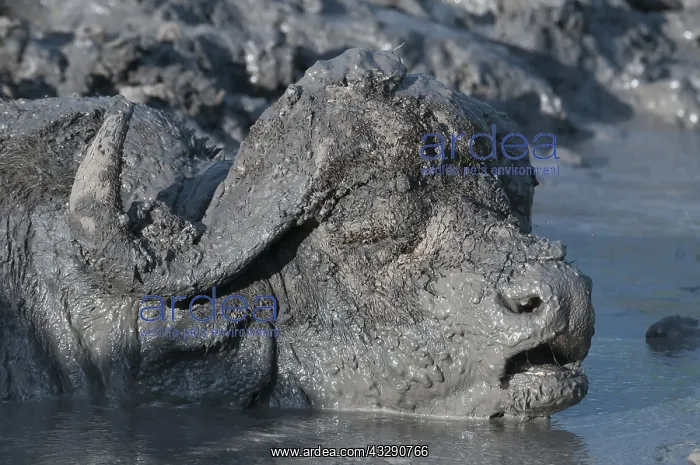 : African buffalo (Syncerus caffer) wallowing in : African buffalo (Syncerus caffer) wallowing in