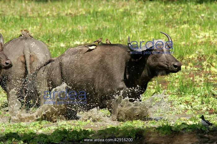 : African Buffalo - in water with Yellow-billed Oxpecker : African Buffalo - in water with Yellow-billed Oxpecker
