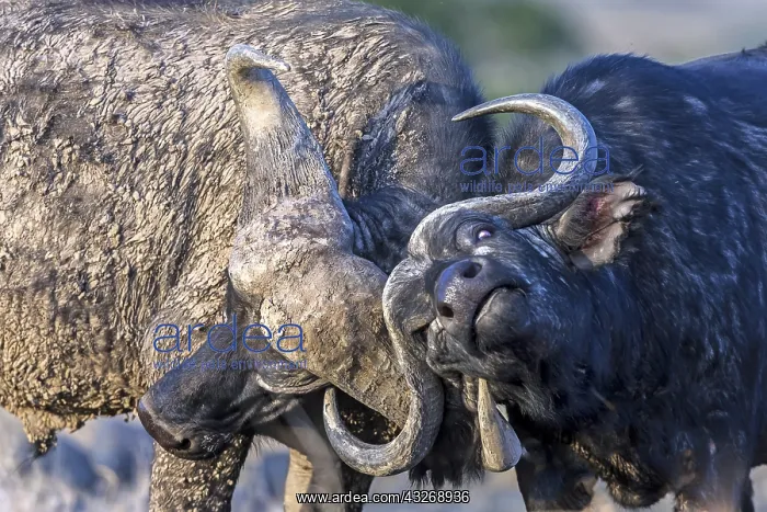 : African buffalos in a sparring mood in laikipia : African buffalos in a sparring mood in laikipia