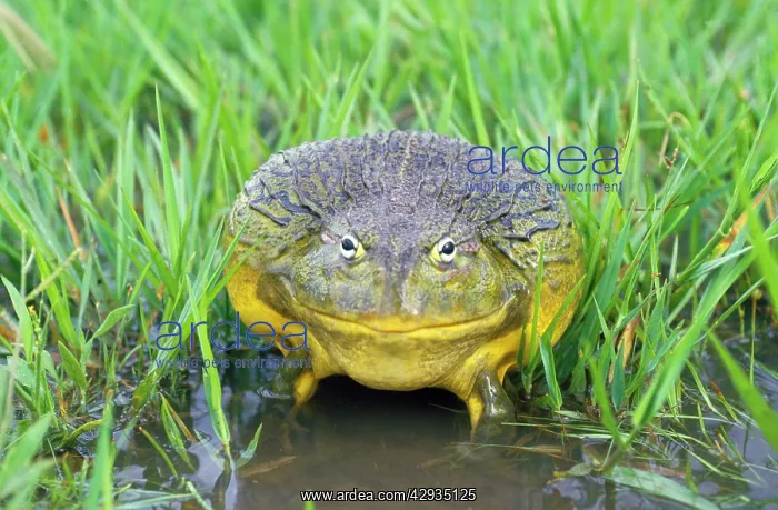 : African Bull Frog : African Bull Frog