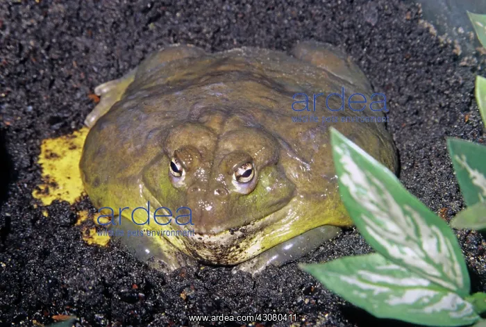 : African Bullfrog : African Bullfrog