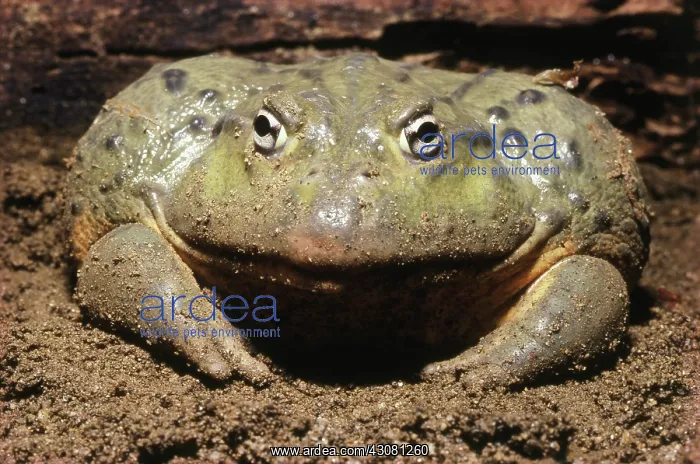 : African Bullfrog : African Bullfrog