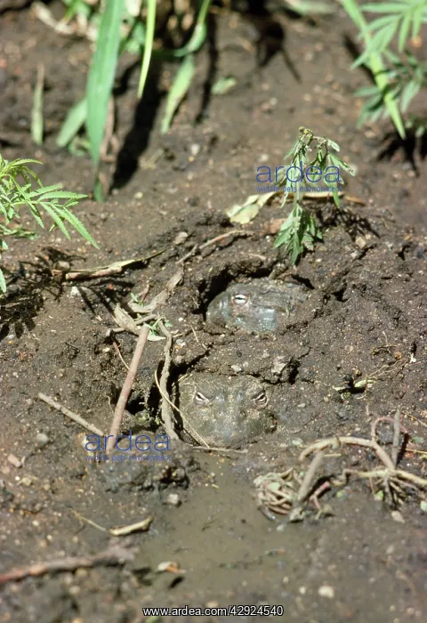  : African BULLFROG - buried in mud
