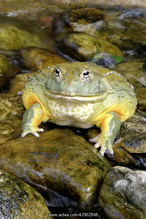 : African Bullfrog or Giant Pyxie : African Bullfrog or Giant Pyxie
