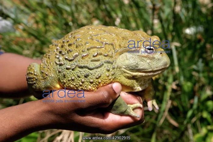: African Bullfrog or Giant Pyxie : African Bullfrog or Giant Pyxie