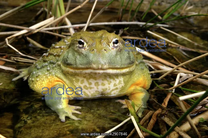 : African Bullfrog or Giant Pyxie : African Bullfrog or Giant Pyxie