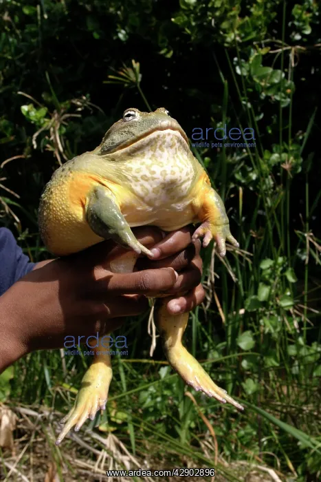  : African Bullfrog or Giant Pyxie - being held