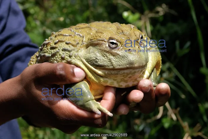 : African Bullfrog or Giant Pyxie - being held in hands : African Bullfrog or Giant Pyxie - being held in hands