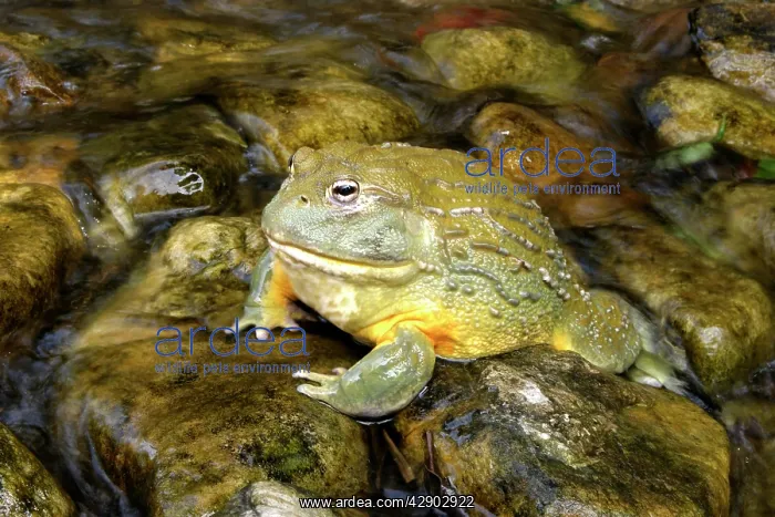: African Bullfrog or Giant Pyxie - in water : African Bullfrog or Giant Pyxie - in water