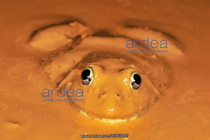: African Bullfrog in mud : African Bullfrog in mud
