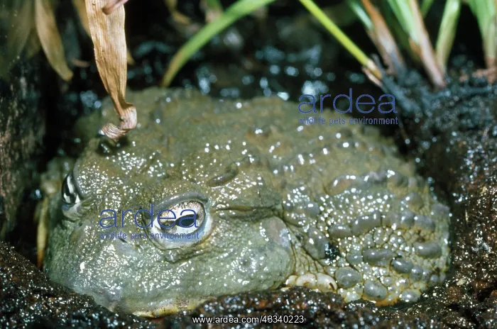 : African Bullfrog - in mud : African Bullfrog - in mud
