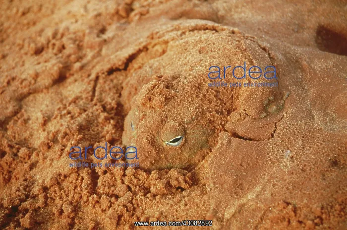 : African Bullfrog (Pyxicephalus adspersus) : African Bullfrog (Pyxicephalus adspersus)