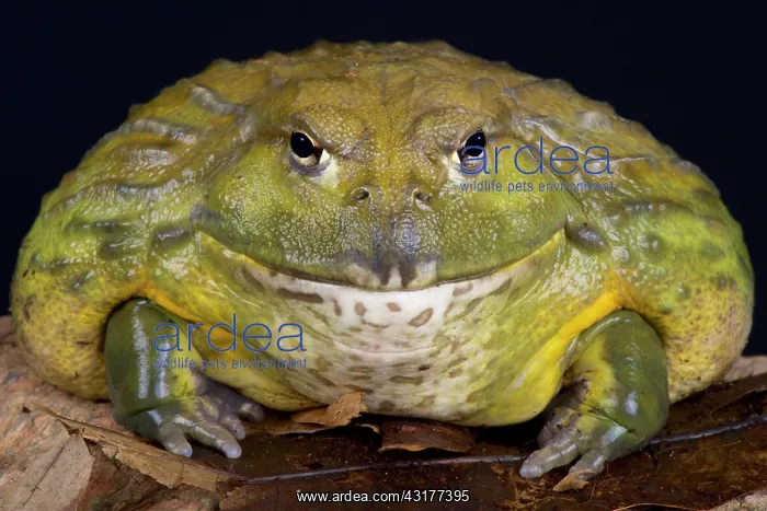 : African bullfrog (Pyxicephalus adspersus), South : African bullfrog (Pyxicephalus adspersus), South