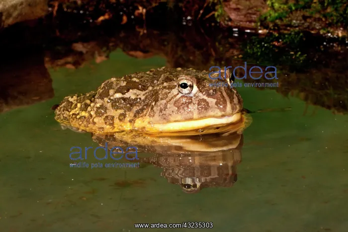 : African Burrowing Bullfrog, Pyxicephalus : African Burrowing Bullfrog, Pyxicephalus