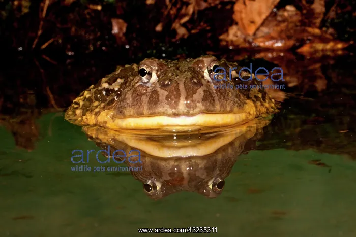 : African Burrowing Bullfrog, Pyxicephalus : African Burrowing Bullfrog, Pyxicephalus