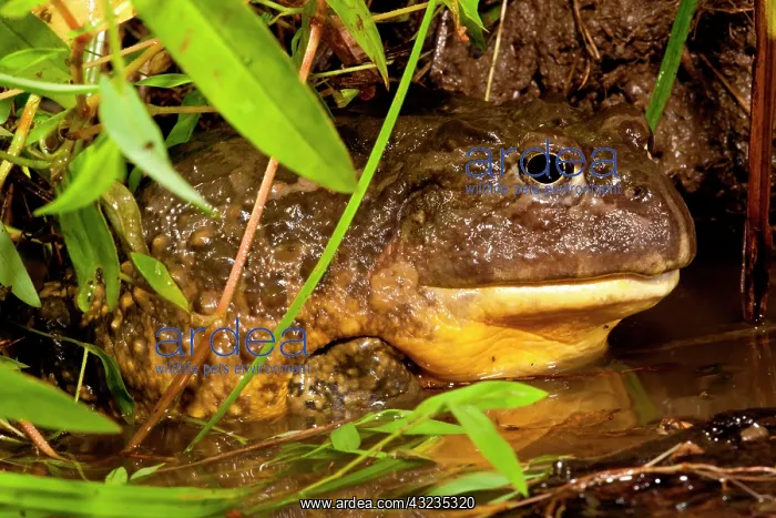 : African Burrowing Bullfrog, Pyxicephalus : African Burrowing Bullfrog, Pyxicephalus