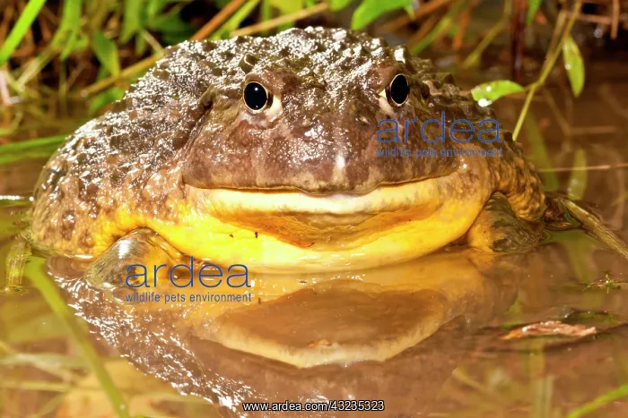 : African Burrowing Bullfrog, Pyxicephalus : African Burrowing Bullfrog, Pyxicephalus