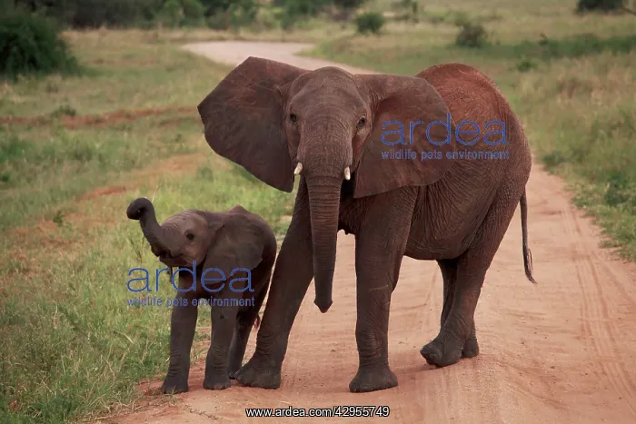 : African Bush / African Savanna Elephant - cow with calf : African Bush / African Savanna Elephant - cow with calf