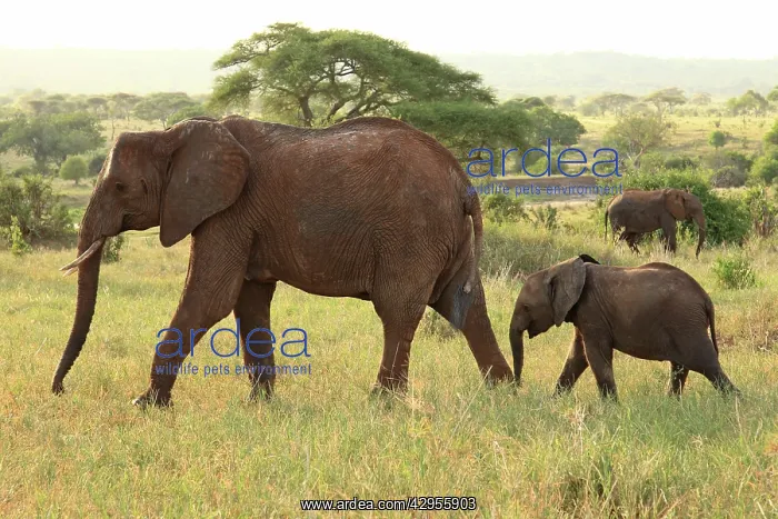 : African Bush / African Savanna Elephant - cow with calf : African Bush / African Savanna Elephant - cow with calf