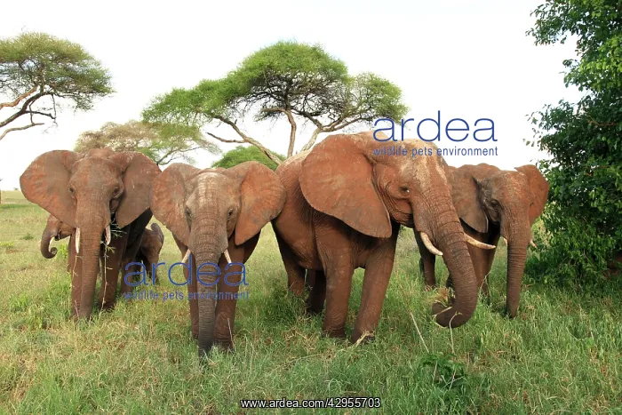 : African Bush / African Savanna Elephant - herd : African Bush / African Savanna Elephant - herd