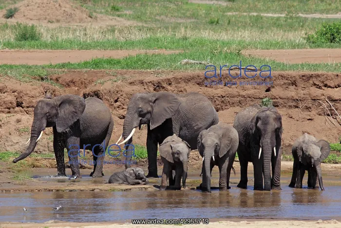 : African Bush / African Savanna Elephant - herd : African Bush / African Savanna Elephant - herd