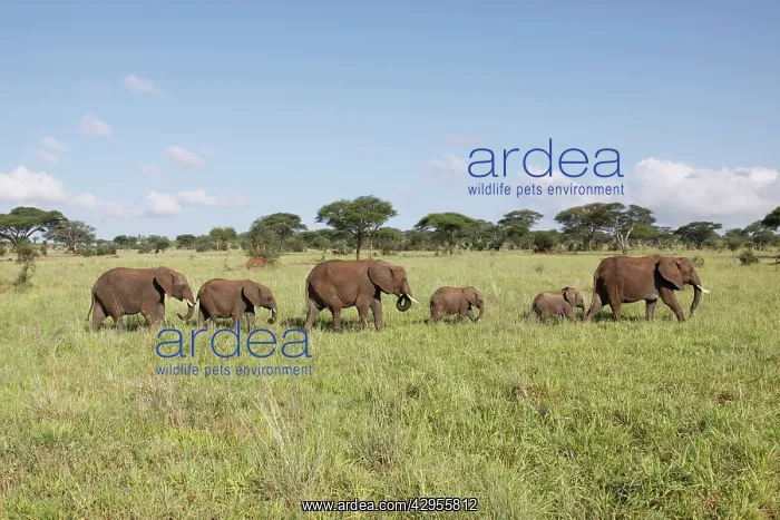 : African Bush / African Savanna Elephant - herd : African Bush / African Savanna Elephant - herd