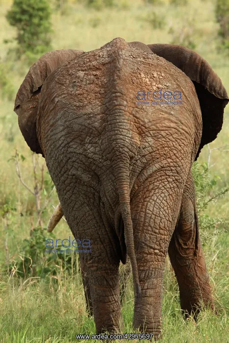 : African Bush / African Savanna Elephant - rear : African Bush / African Savanna Elephant - rear