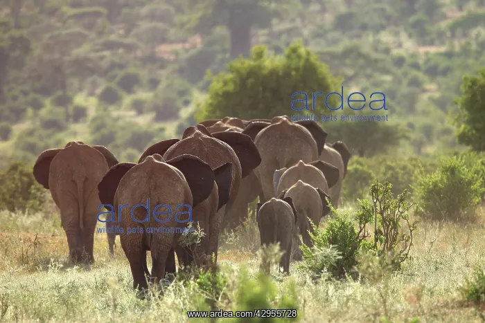 : African Bush / African Savanna Elephant - rear view of herd : African Bush / African Savanna Elephant - rear view of herd