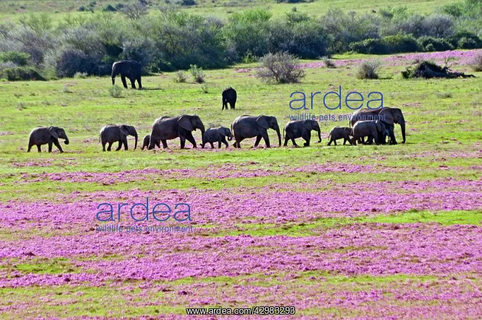 : African Bush Elephant : African Bush Elephant