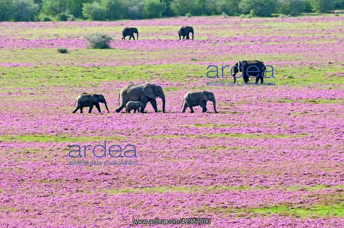 : African Bush Elephant : African Bush Elephant