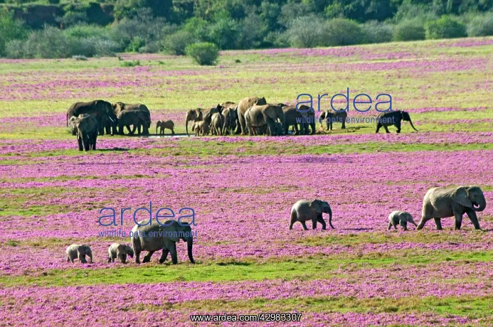: African Bush Elephant : African Bush Elephant