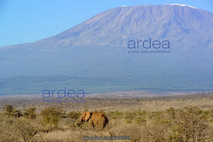 : African bush elephant or African Elephant (Loxodonta : African bush elephant or African Elephant (Loxodonta