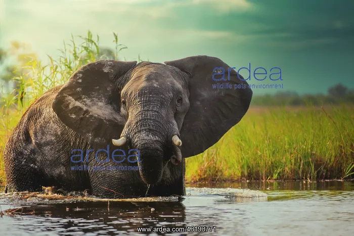 : African bush elephant or African Elephant (Loxodonta : African bush elephant or African Elephant (Loxodonta