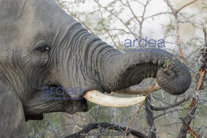 : African bush elephant or African savanna elephant : African bush elephant or African savanna elephant